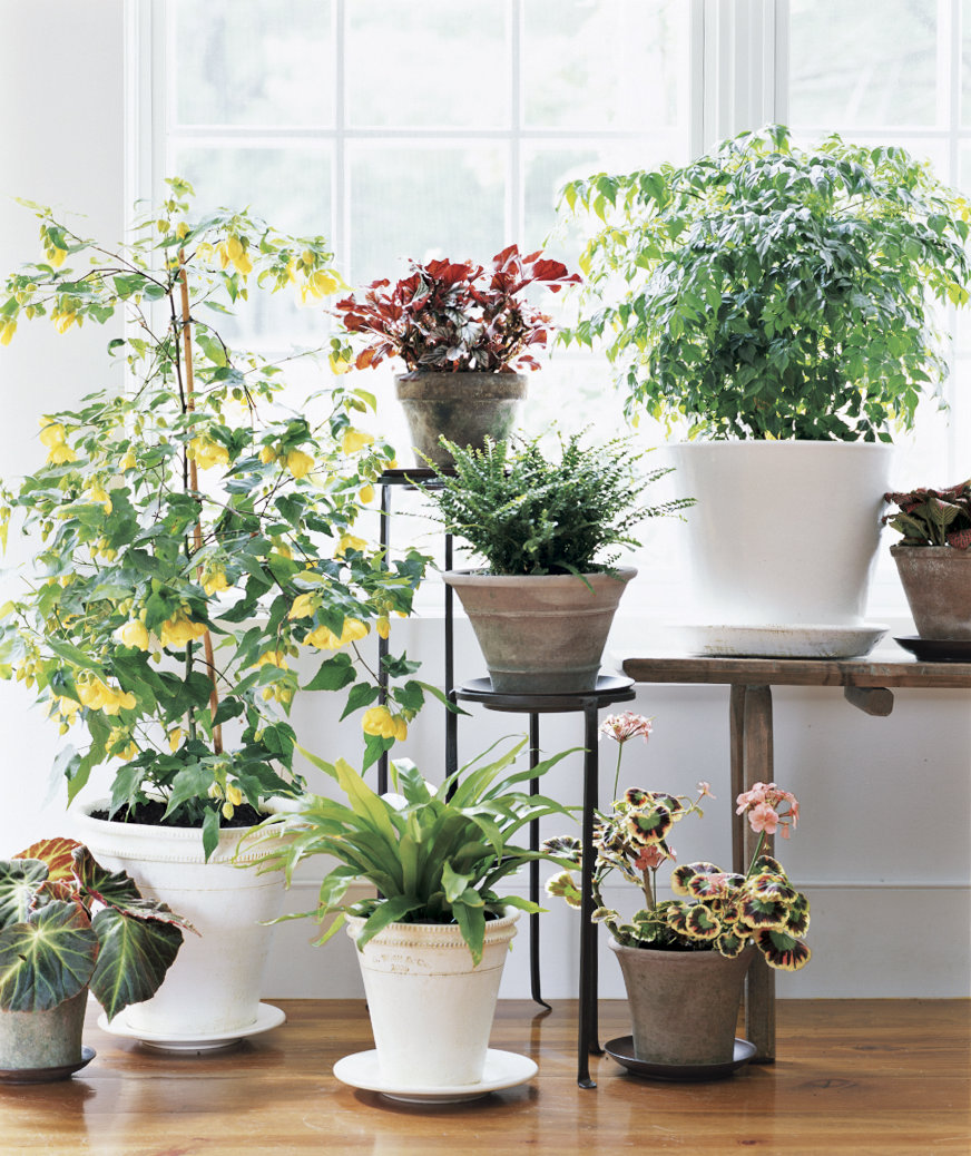 Indoor-potted-house-plants