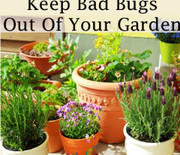 Thumb_6-things-thatll-keep-bad-bugs-out-of-your-garden-240x300