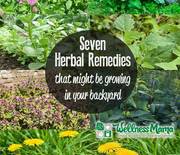 Thumb_7-herbal-remedies-that-might-be-growing-in-your-backyard-right-now