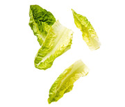 Thumb_little-dippers-lettuce-leaves-102828521_sq