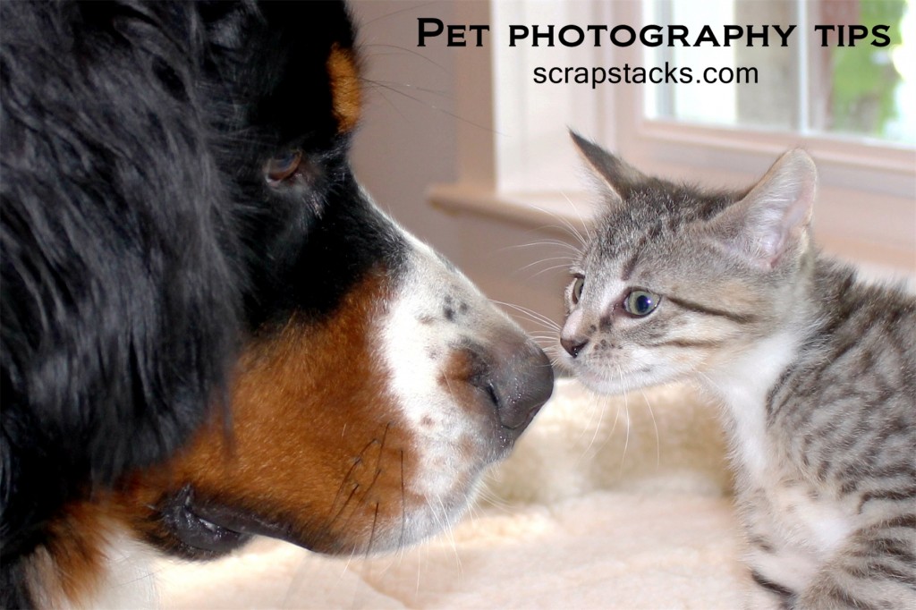 Pet-photography-blog-pic-1024x682