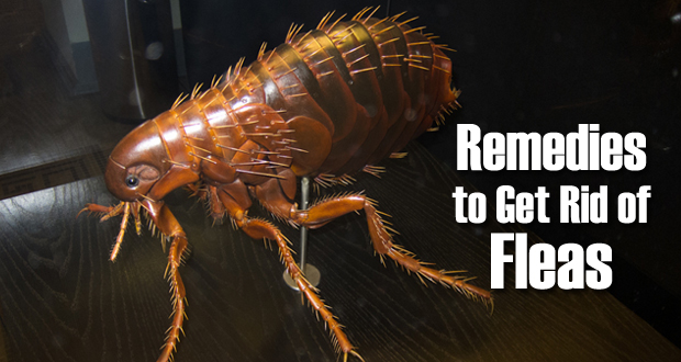 Remedies-to-get-rid-of-fleas