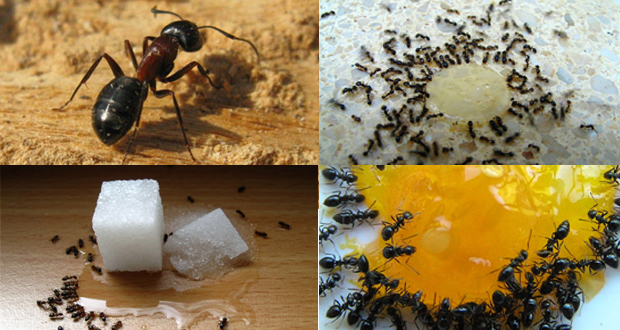 Get-rid-of-ants
