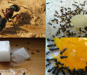 Thumb_get-rid-of-ants