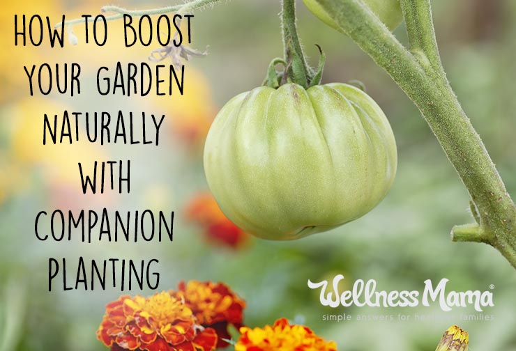 How-to-boost-your-garden-naturally-with-companion-planting