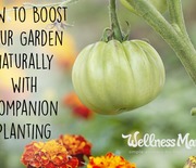 Thumb_how-to-boost-your-garden-naturally-with-companion-planting