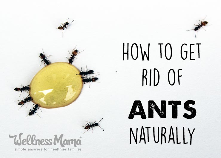 How-to-get-rid-of-ants-naturally