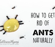 Thumb_how-to-get-rid-of-ants-naturally