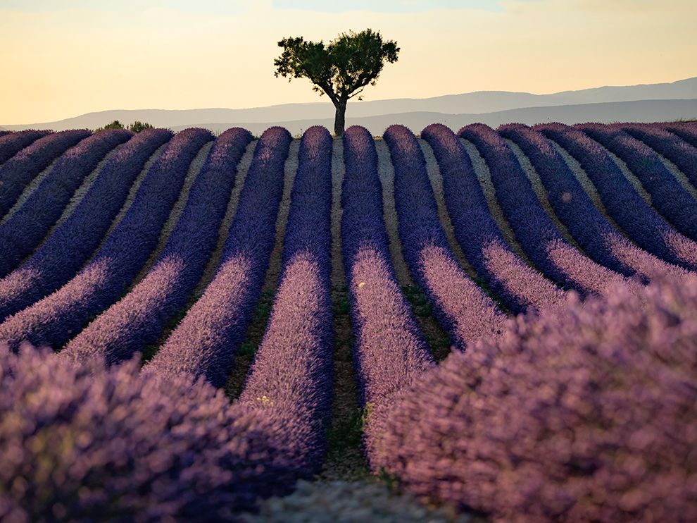 Provence-lavender_95162_990x742