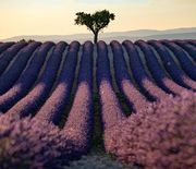 Thumb_provence-lavender_95162_990x742