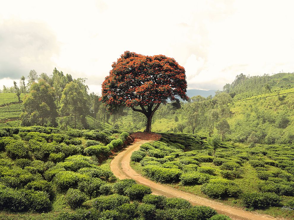 Sri-lanka-tree-scene_95236_990x742