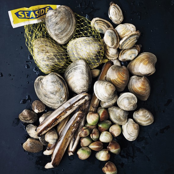 Clams-026-md110163_sq