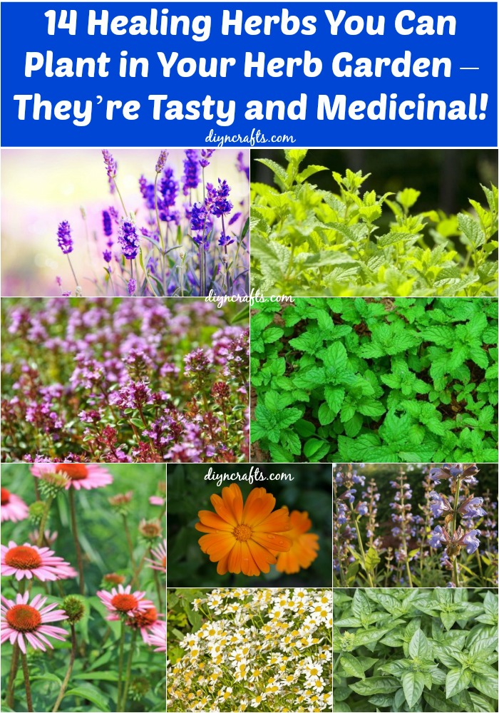 Healing-herbs-gardening
