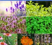 Thumb_healing-herbs-gardening