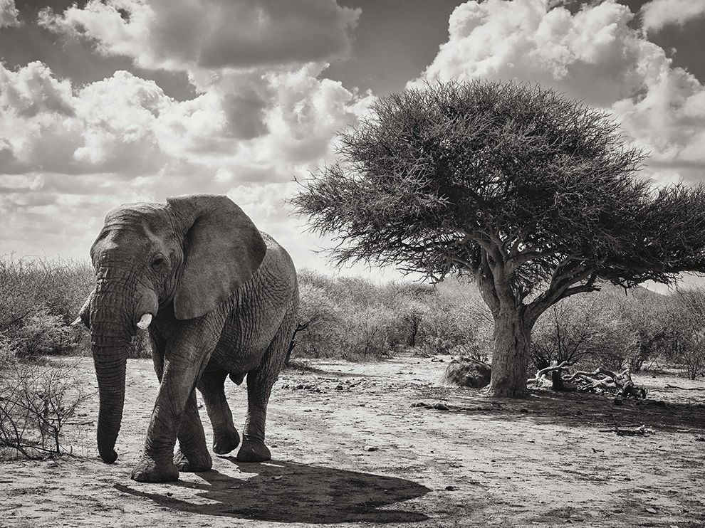 South-africa-elephant-scene_95357_990x742