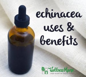 Echinacea-uses-and-benefits-300x267