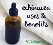 Thumb_echinacea-uses-and-benefits-300x267