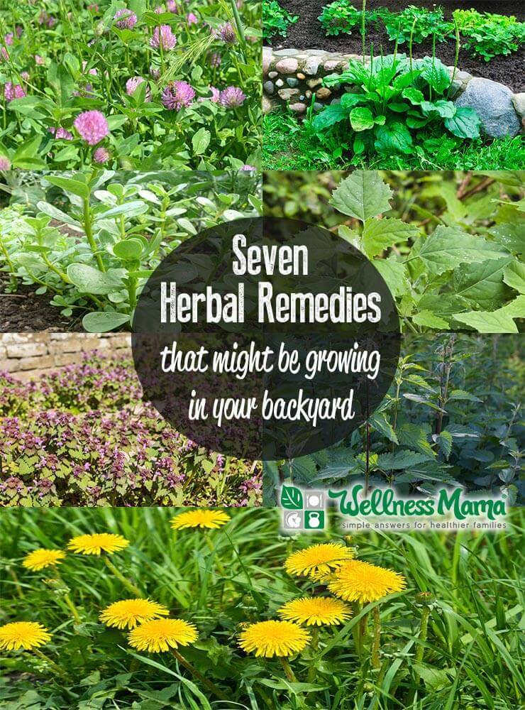 7-herbal-remedies-that-might-be-growing-in-your-backyard-right-now